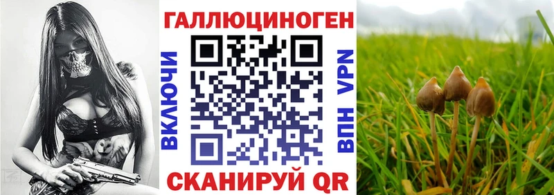 где продают наркотики  Шлиссельбург  Псилоцибиновые грибы мухоморы 